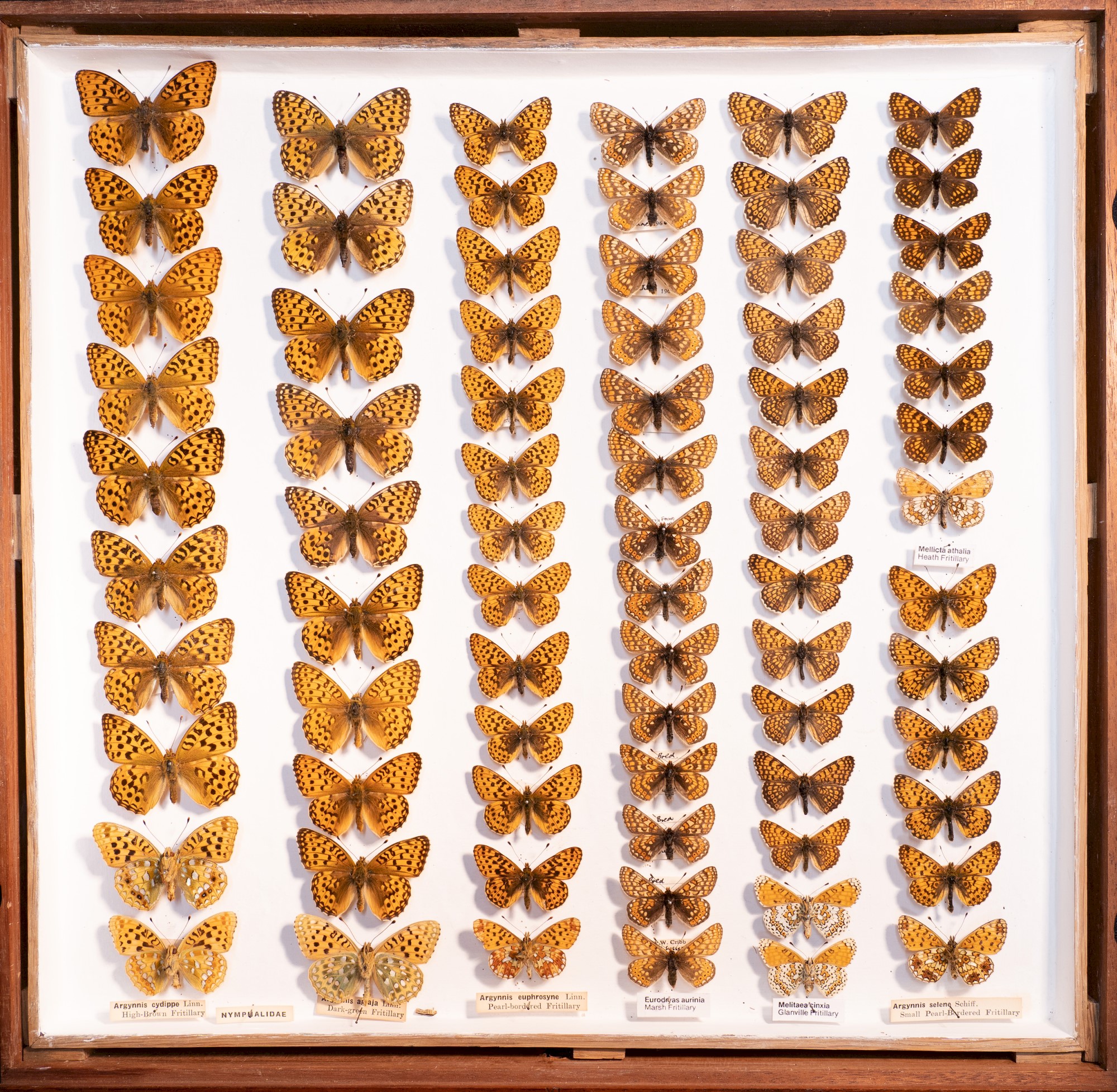 Heath Fritillary butterfly within tray of collected butterflies