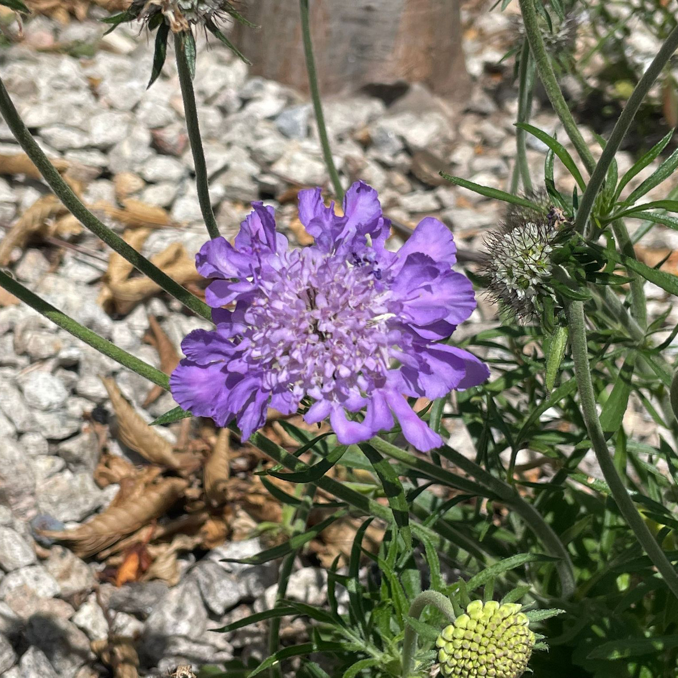 Purple flower