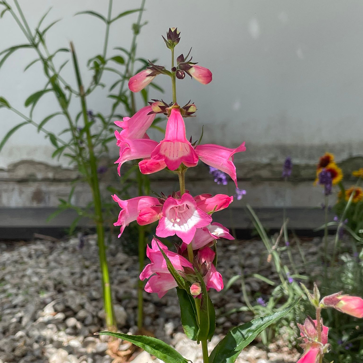 Red flowers